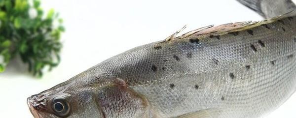 鲈鱼的身份之谜 河鱼、海鱼还是淡水鱼？