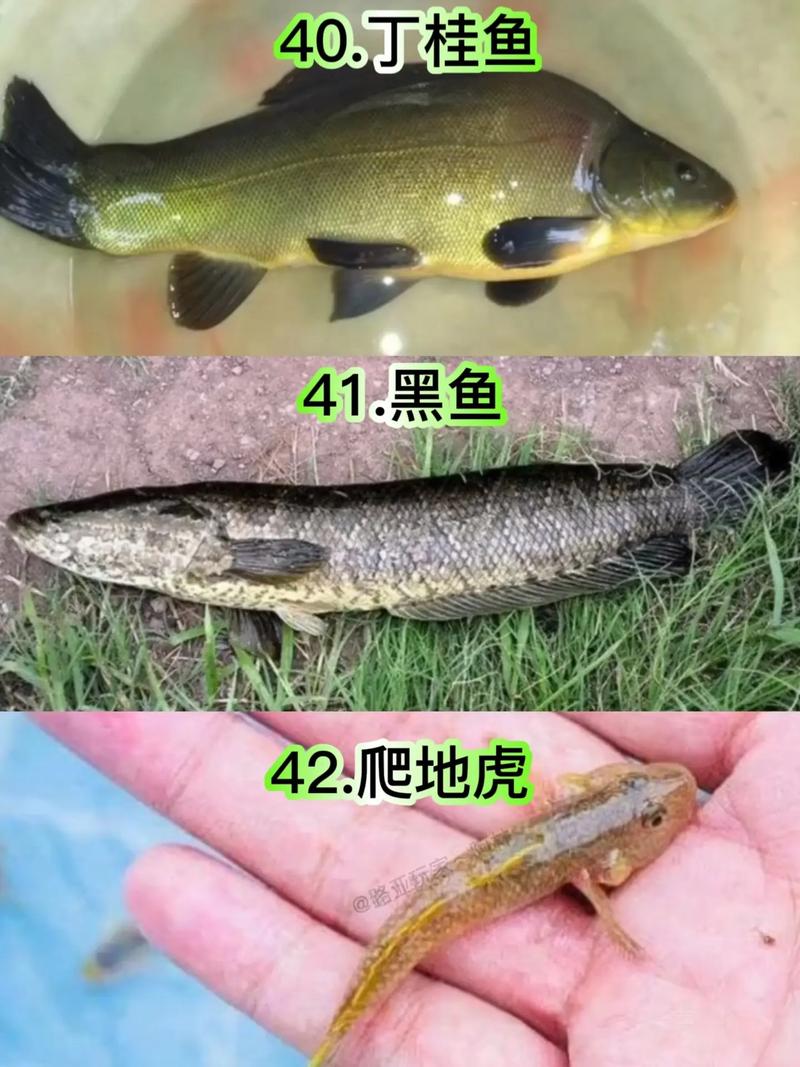 一定要认识的57种常见淡水鱼品种#原来钓鱼才是抖音运动顶流